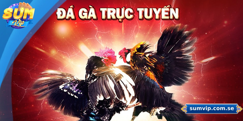 Sumvip - Link Trang Chủ Sum Vip Chính Thức Tại Việt Nam 33 Sảnh đá gà trực tuyến cung cấp dịch vụ cá cược tại các giải đấu uy tín hàng đầu